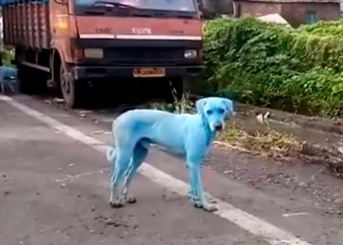 Perro-web