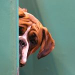 Cinco detenidos por vender carne de perro en mercados de Sudán del Sur
