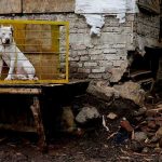 Niño de 7 años muere al ser atacado por dos pitbull en EEUU