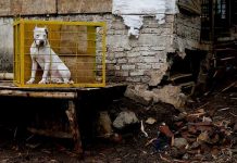 Niño de 7 años muere al ser atacado por dos pitbull en EEUU