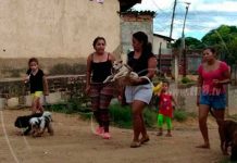 MINSA inmunizará más de 11 mil perros contra la rabia en Ocotal