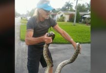 Pitón de 2 metros se mete al garaje de una casa en Florida