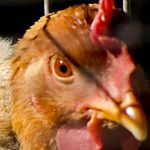 EE.UU. reportó epidemia de salmonelosis y pide no “besar” pollos estados unidos, reporte, epidemia, salmonelosis, pollos,