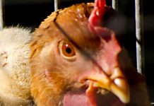 estados unidos, reporte, epidemia, salmonelosis, pollos,