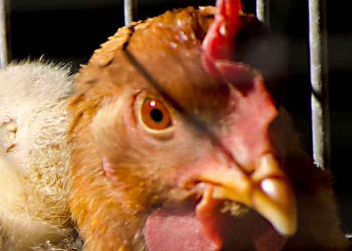 estados unidos, reporte, epidemia, salmonelosis, pollos,