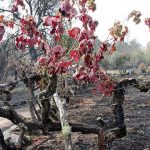 Sube a 41 el número de muertos por incendios en Portugal