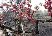 Sube a 41 el número de muertos por incendios en Portugal