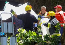 Varios muertos tras caer un árbol en Portugal