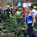Doce muertos y 50 heridos tras caer árbol durante procesión en Portugal