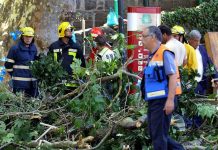 Doce muertos y 50 heridos tras caer árbol durante procesión en Portugal