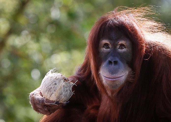 Primate