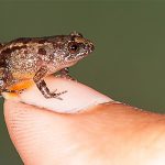 Descubren 4 nuevas especies de ranas diminutas en India