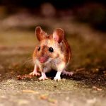 Captan «lluvia de ratones» en granja de Australia Australia, lluvia, ratones, granja, videos, redes sociales,