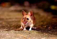Australia, lluvia, ratones, granja, videos, redes sociales,