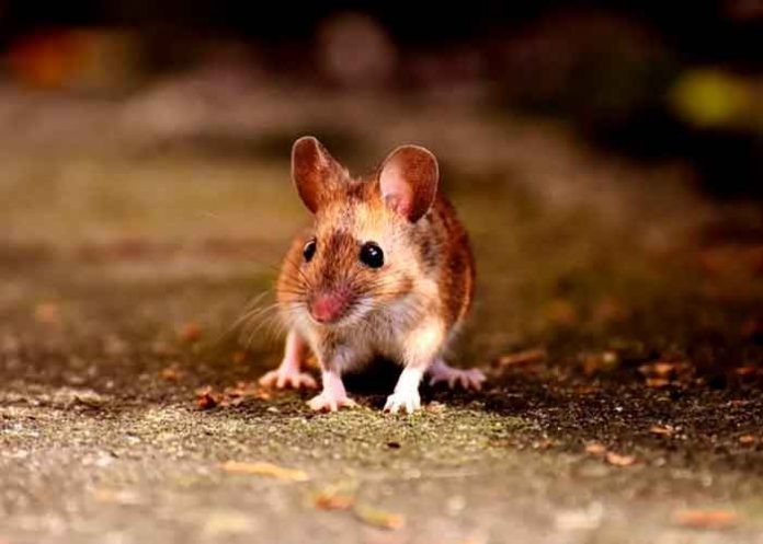 Australia, lluvia, ratones, granja, videos, redes sociales,