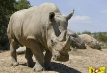 Matan a rinoceronte en un zoo francés para robarle un cuerno