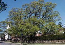 Nueva Jersey dice adiós a árbol de 600 años