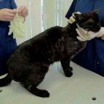 rusia, vacunacion, mascotas, salud, coronavirus, pandemia,