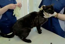 rusia, vacunacion, mascotas, salud, coronavirus, pandemia,