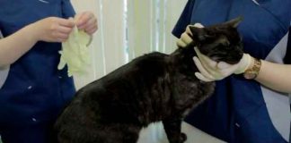 rusia, vacunacion, mascotas, salud, coronavirus, pandemia,