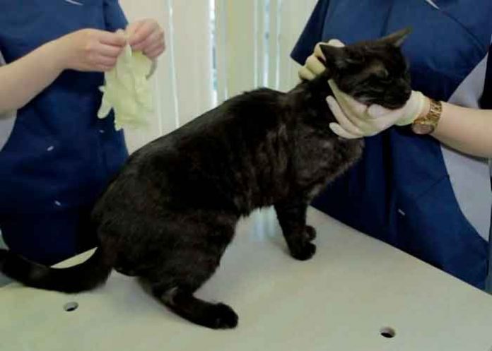 Rusia rusia, vacunacion, mascotas, salud, coronavirus, pandemia,