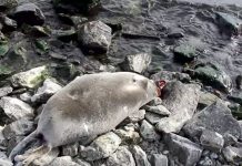Investigan muerte de 141 focas en lago de Rusia