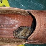 Australia advierte a viajeros que no vengan con sapos