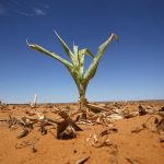 Unos 5 millones de personas necesitan asistencia por sequía en Sur de África