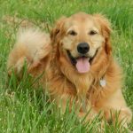 Video Viral: Cachorro se hace el muerto y causa gracia en redes sociales