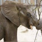 Bangladesh: Mueren cuatro refugiados rohinyás atacados por elefantes