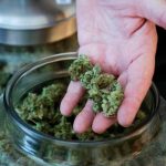 Costa Rica: Inauguran fundación para usar cannabis con fines medicinales