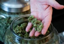 Costa Rica: Inauguran fundación para usar cannabis con fines medicinales
