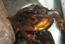 Ecuador: Niño encuentra especie extinta desde la década de los 90