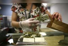 50% de uruguayos en desacuerdo por venta de marihuana en farmacias