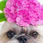 Perrita cautiva en Instagram por sus singulares peinados