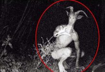 Video Viral: Costarricenses se topan con un «chupacabras» en Puntarenas