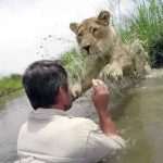 Leona adulta salta a abrazar al hombre que le salvó la vida (Video)