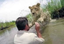 Leona adulta salta a abrazar al hombre que le salvó la vida (Video)