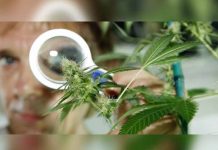 Paraguay debatirá despenalizar el cultivo doméstico de cannabis