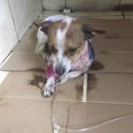 Perrita macheteada es el nuevo caso de bestialidad en Costa Rica