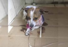 Perrita macheteada es el nuevo caso de bestialidad en Costa Rica