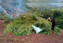 Honduras: Erradican e incineran 1.5 millones de plantas de marihuana