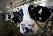 Colombia detecta nuevo brote de fiebre aftosa