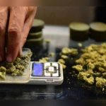 Uruguay: Venta de marihuana iniciará en dos semanas, según farmacias
