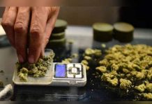 Uruguay: Venta de marihuana iniciará en dos semanas, según farmacias