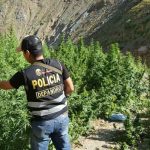 Policía de Perú erradica más de 12 mil plantones de marihuana al norte de Lima