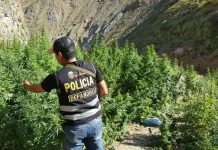 Policía de Perú erradica más de 12 mil plantones de marihuana al norte de Lima