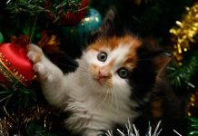 Gatito hace su «gracia» en víspera de la Nochebuena y video se viraliza