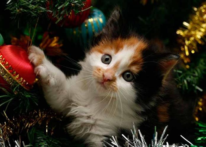 Sin_titulo-1_AQkVPyu