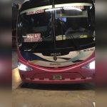 Video Viral: Polémica por cucarachas y pulgas que «adornan» bus en Costa Rica